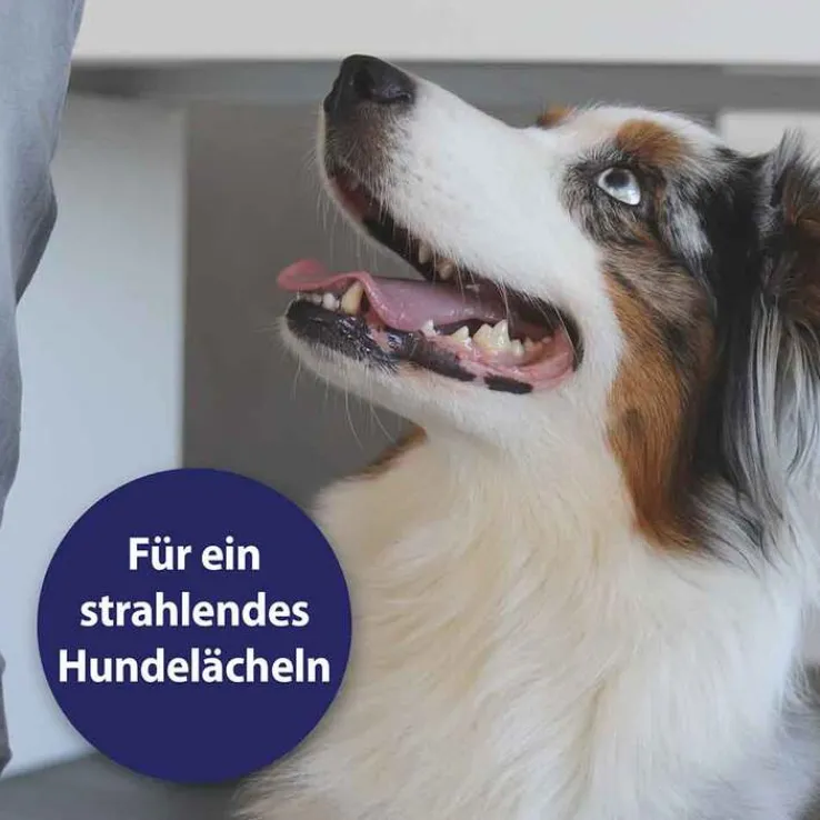 Canosept Zahnpflegespray für Hunde, 100 ml