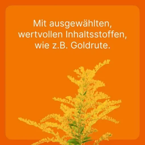 Ubichinon compositum ad us. vet. Ampullen, 10 St
